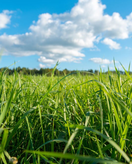 Campo coltivato nel territorio di Stupinigi