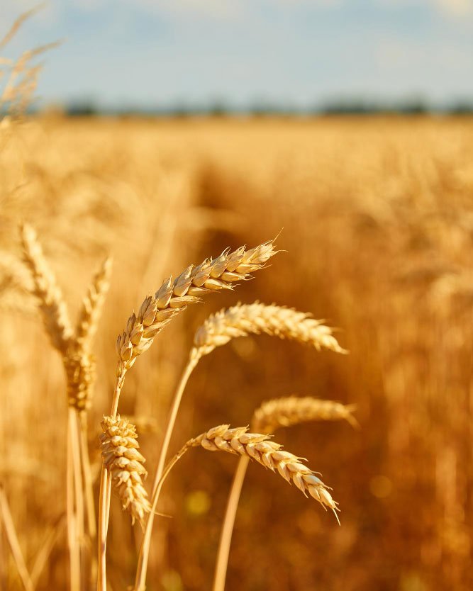 Spighe di grano